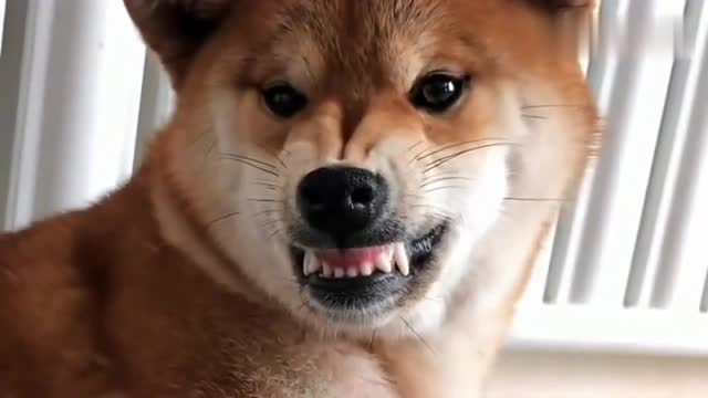 柴犬遭遇马犬咬脸挑战，愤怒龇牙却选择退让