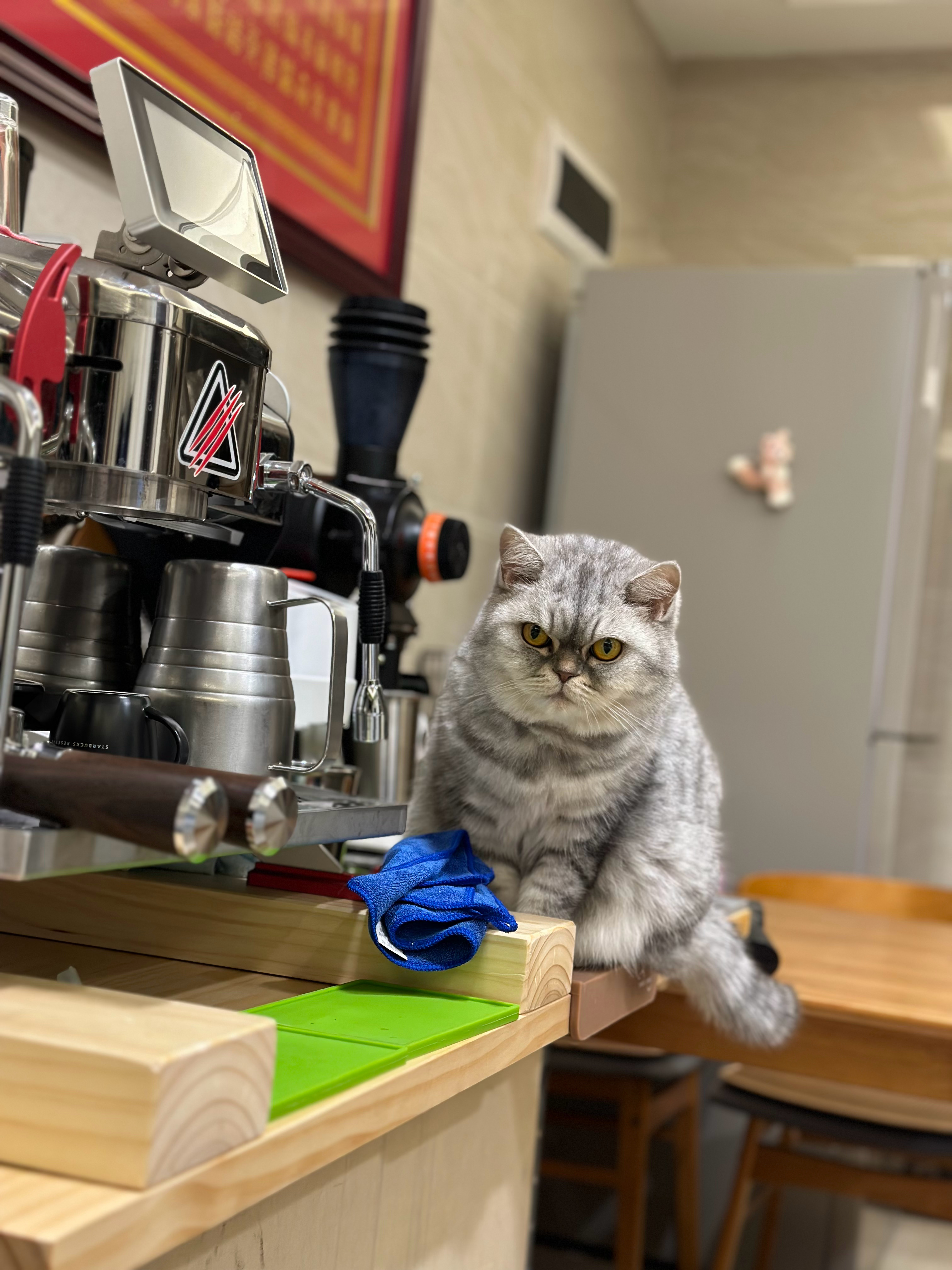 一咖啡店迎来萌宠迎宾猫，人与猫的温馨邂逅
