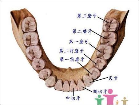 一次性拔8颗牙齿有危险吗？全面解读拔牙风险与注意事项