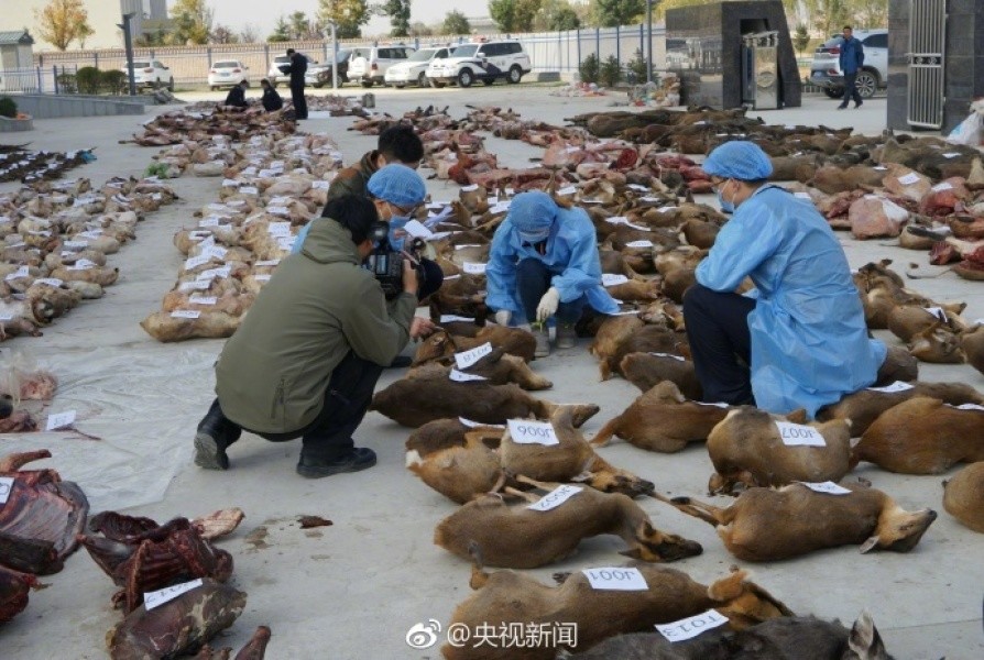 警惕未检疫禁食用狐貉肉流向多地，守护食品安全，人人有责