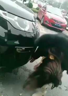 女子停车遭遇柱子困扰，一场突如其来的尴尬经历