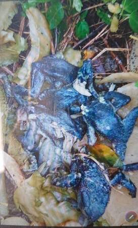广东一男子吃蟾蜍中毒身亡事件分析