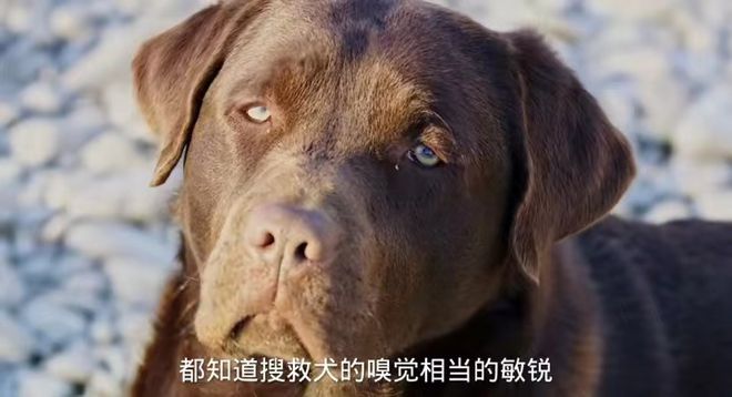 主人区别对待，黑狗满脸委屈