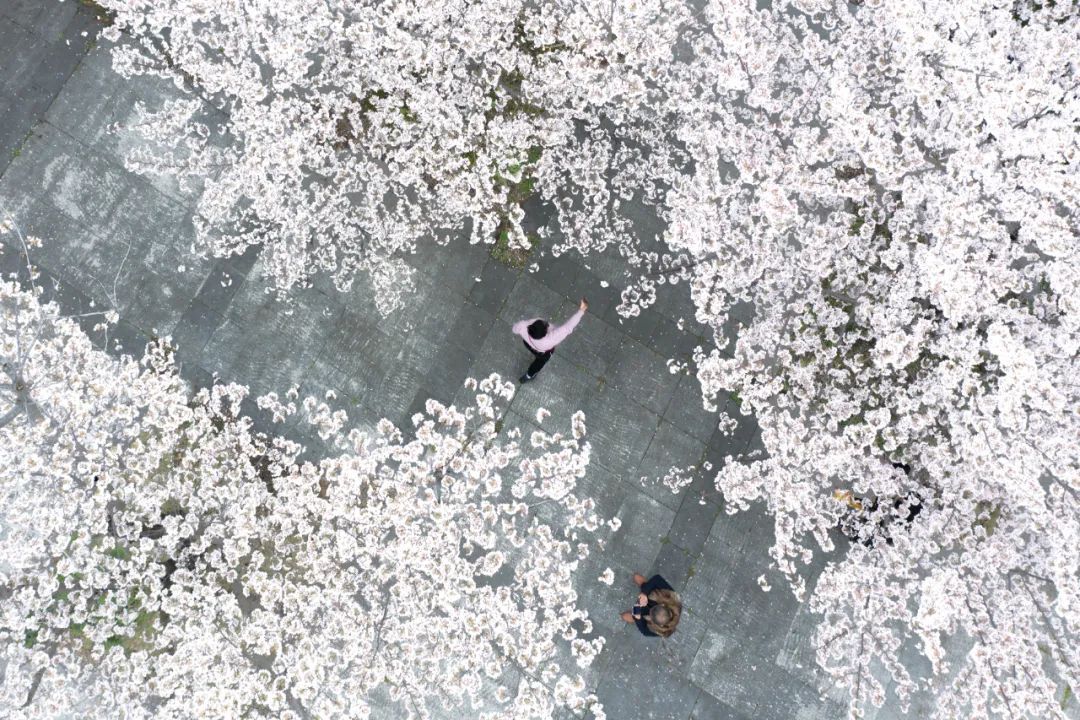 樱花树下人比花瓣多