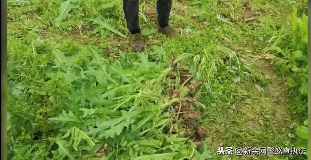 苗大姐发布声明，一探究竟