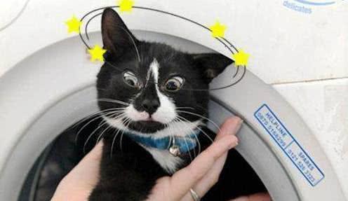 猫星人奇遇，洗衣机里的五分钟洗礼