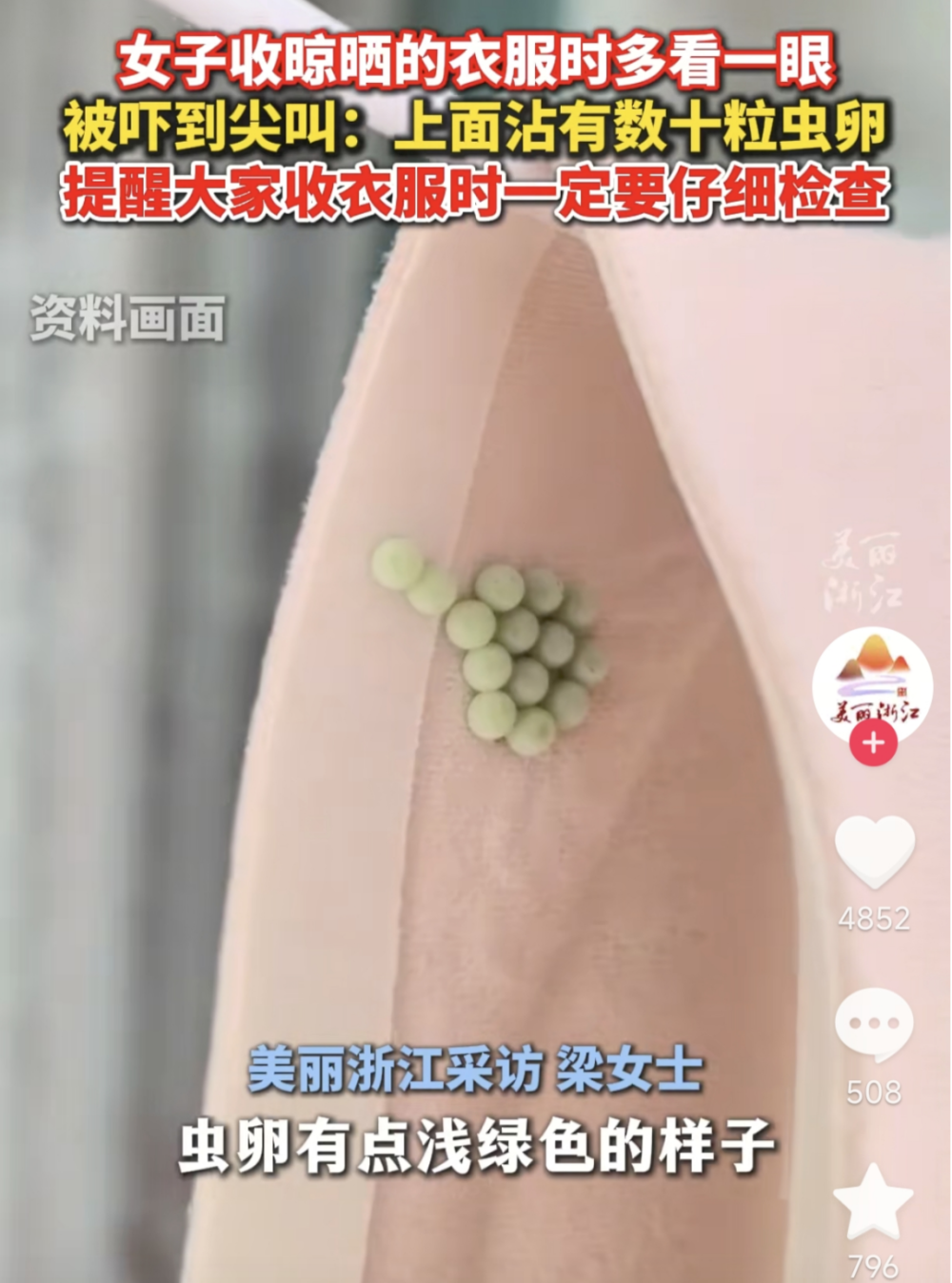 臭屁虫虫卵千万别碰——关于防范与应对的指南