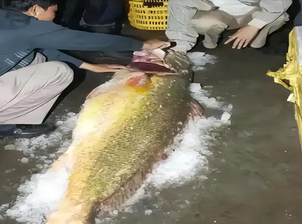 揭秘300补偿金钓走17万，背后的故事与反思