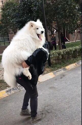 母子路边偶遇四只未牵绳大狗，冷静应对的智慧