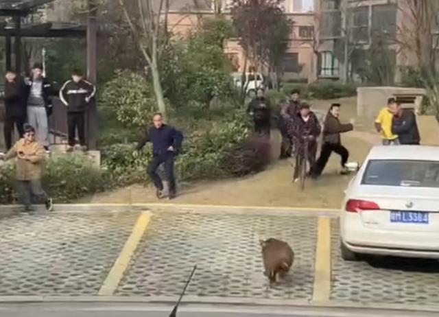 上海某公寓楼下野猪出没，惊险追赶行人事件