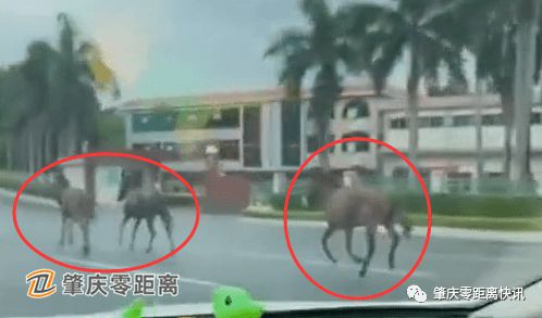 震中附近华人亲历记，酒店倒了几十栋——灾难中的坚韧与希望