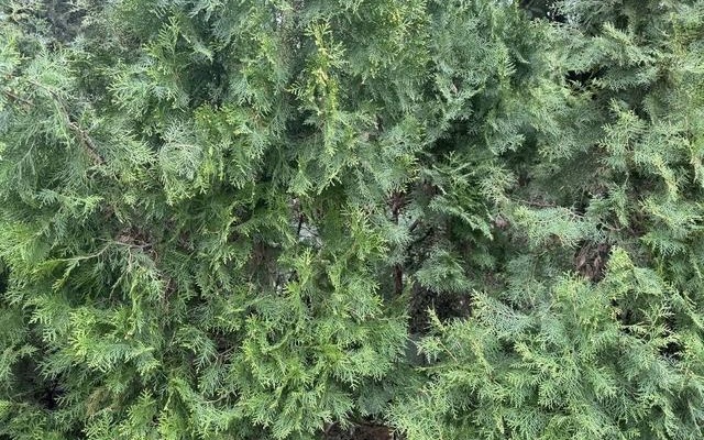 柏树花粉过敏者的发声，一场与自然的较量