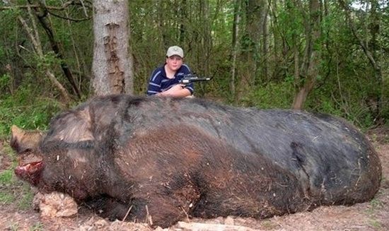 遭遇百斤野猪袭击，生死一线间的搏斗经历
