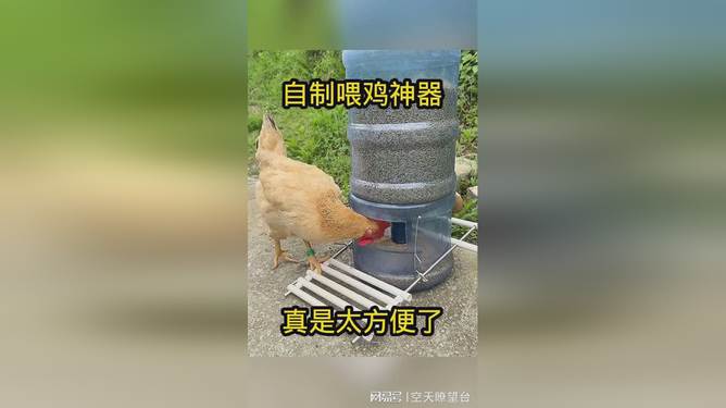 喂鸡划算吗？全面解读养鸡成本与收益