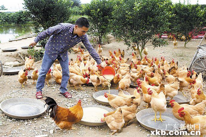 喂鸡能挣钱吗？探究养鸡业的盈利潜力与策略