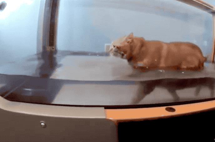 猫咪路边做仰卧起坐，萌态可掬！