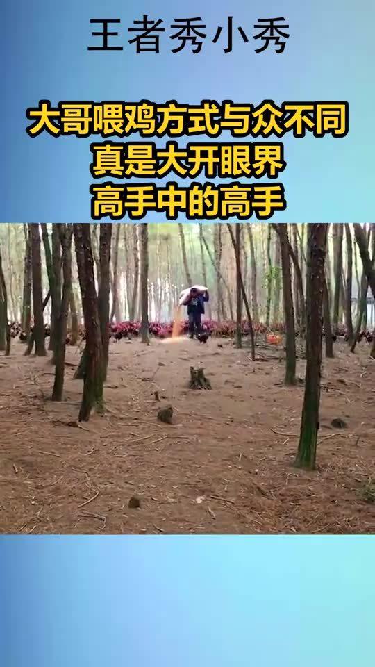 喂鸡方法与视频，一种全新的养鸡体验