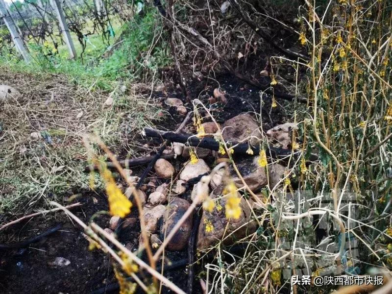 老人上坟引发山火烧死67只羊无钱赔，一场意外的悲剧与反思