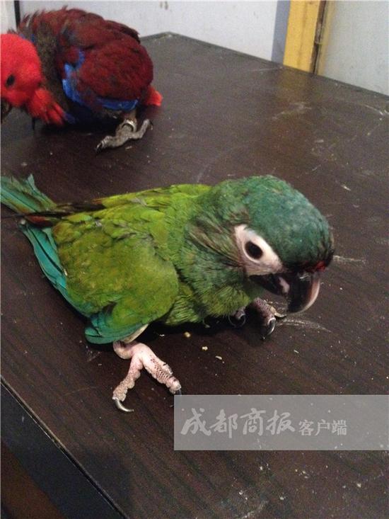 宰杀三只鸟被罚22万，法律意识的觉醒与公众反响