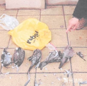 男子宰杀三只鸟被罚22万，法律意识的觉醒与环保责任的落实