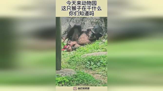 动物园里的猴子都在忙什么？揭秘猴子的日常活动与生活习性