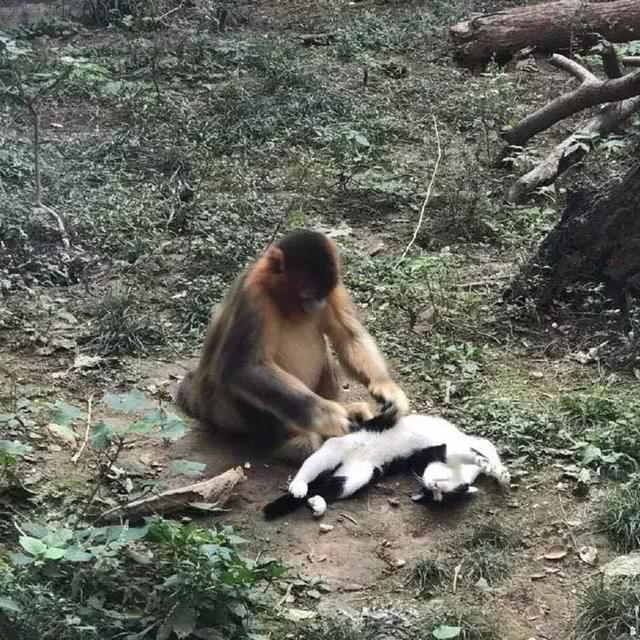 动物园里的猴子都在忙什么？揭秘猴子的日常活动与生活习性