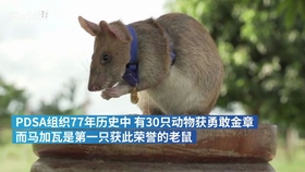 巨鼠嗅出和平之路，109枚地雷的传奇故事