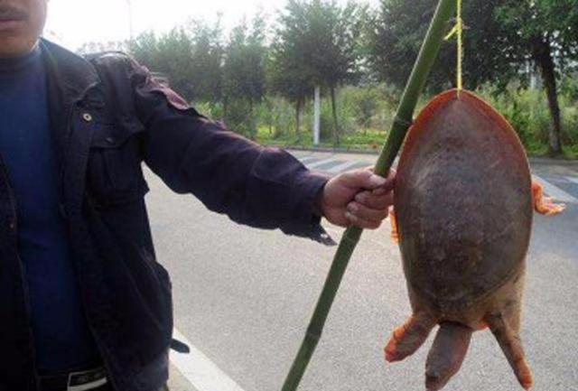 警惕重现，二十年前的甲鱼骗术再次浮出水面