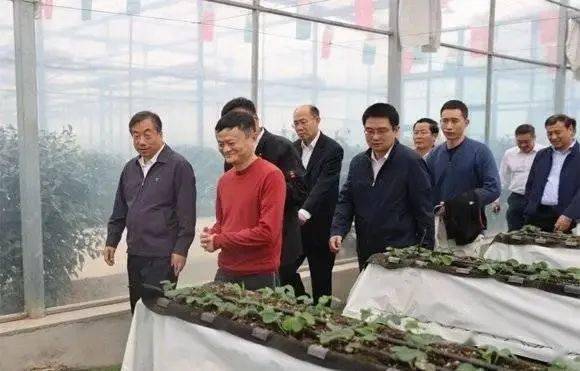 马云视察新办公区，前瞻科技与未来办公的深度融合