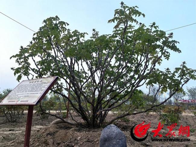 惊艳时刻，200余年牡丹古树现双生花传奇