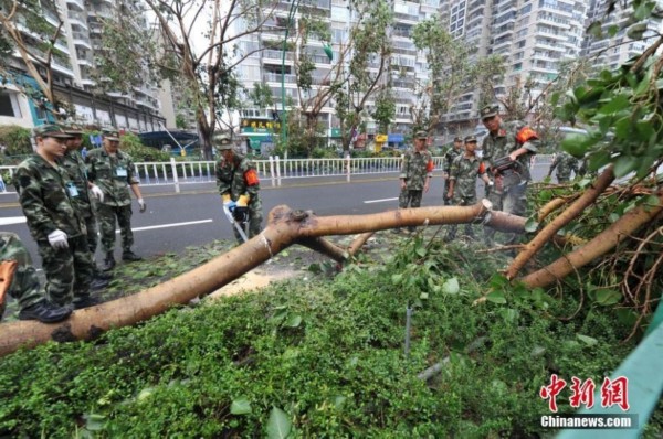 北京遭遇极端天气，843棵树遭不幸——背后的故事与挑战
