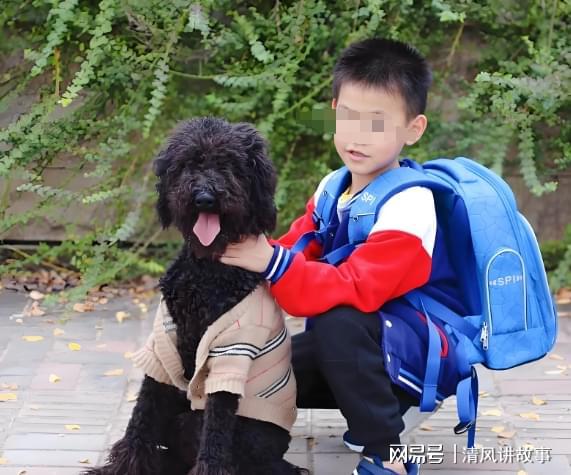 八岁男童遭遇狗群袭击，上学路上的惊魂一刻
