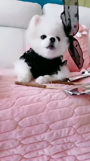 嫉妒使孔雀面目全非