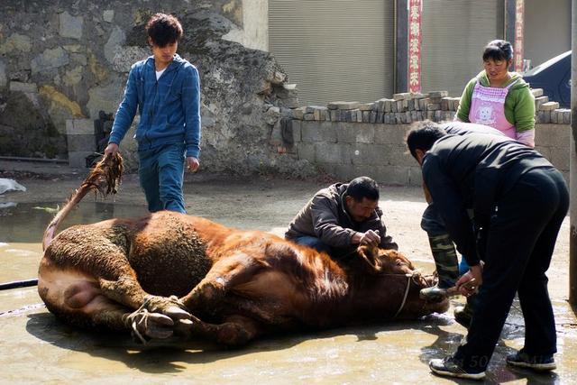 老人被黄牛顶撞去世的悲剧事件