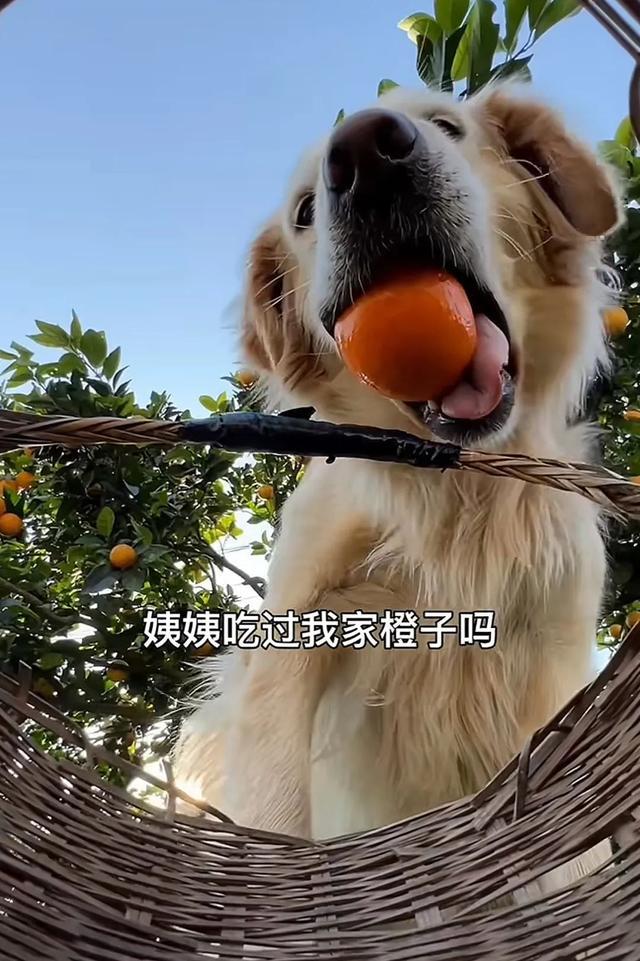 网红小狗毛毛的离世，摘橙子的记忆永存