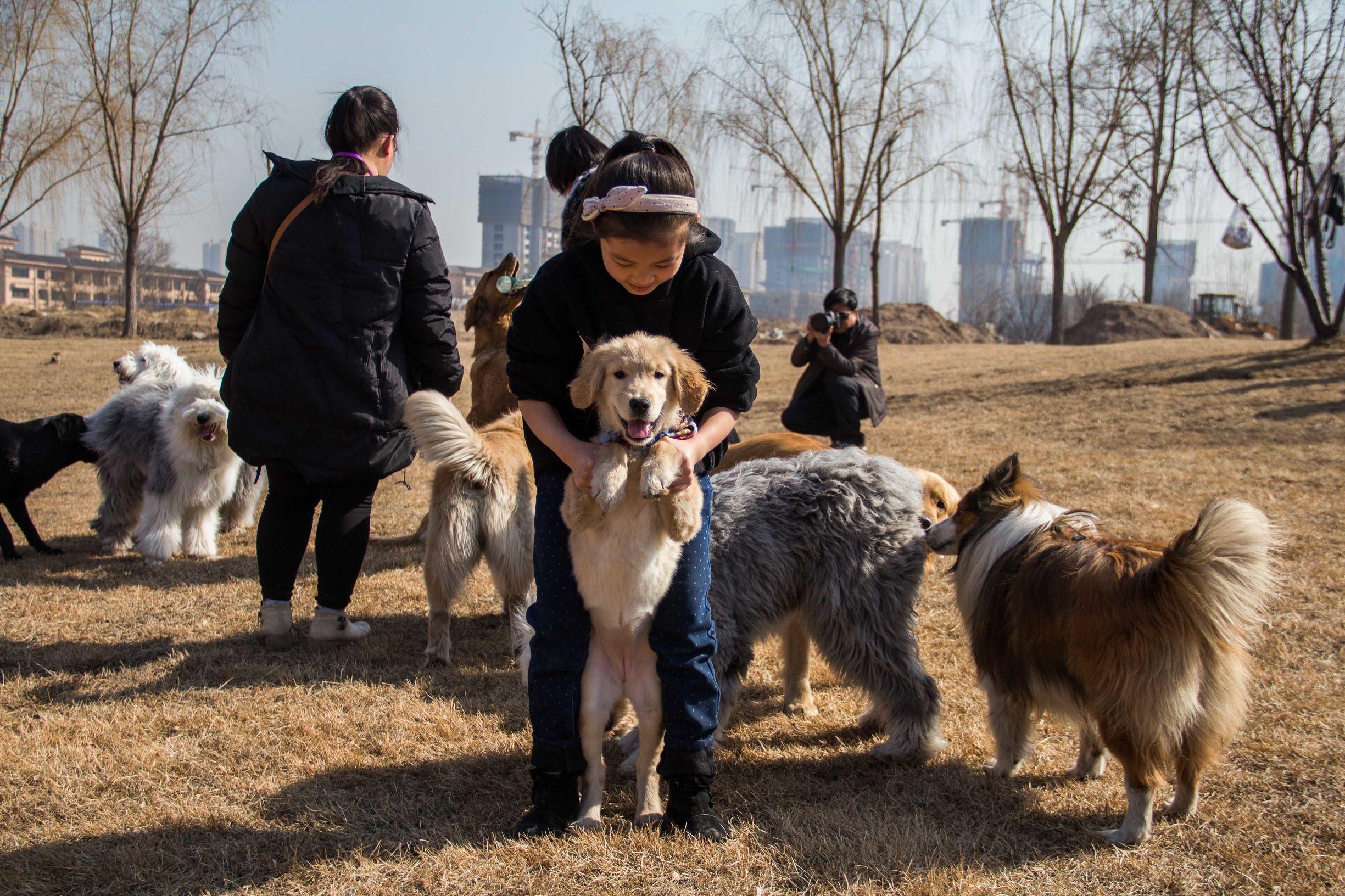狗狗在草地里的欢乐时光