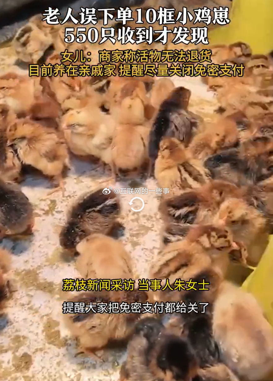 家属回应老人免密支付买了550只鸡崽，数字背后的故事与反思