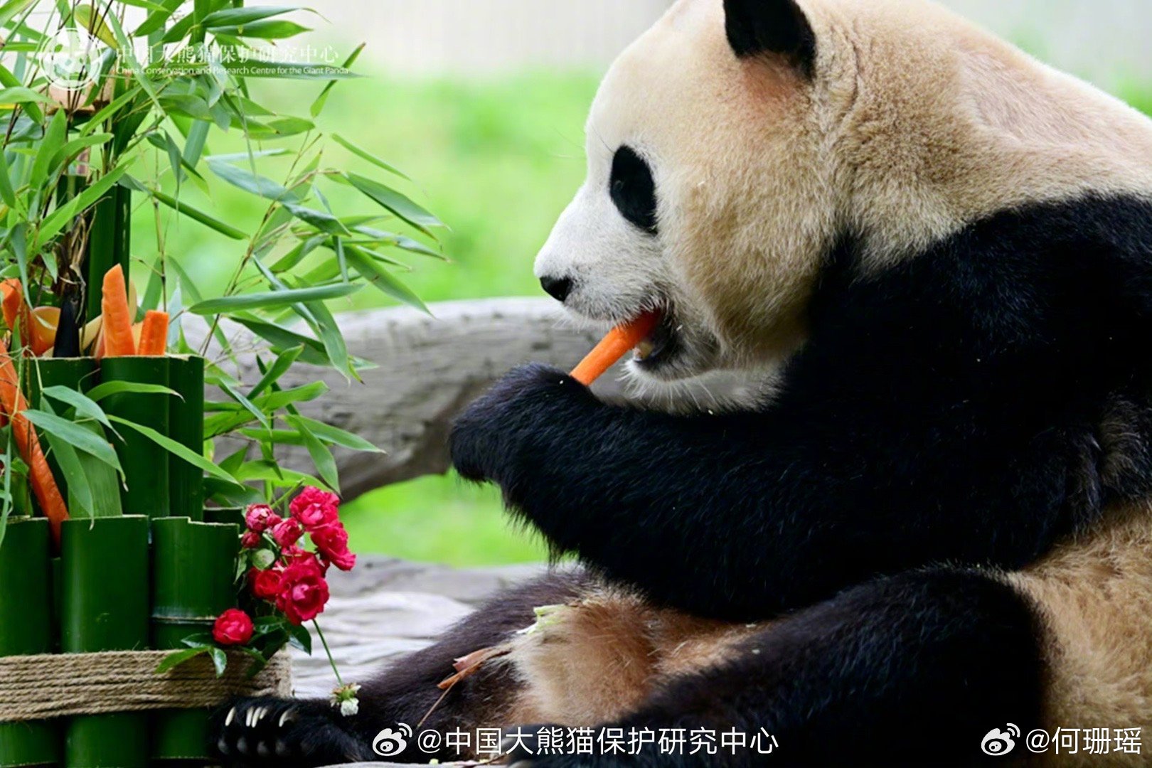 福宝进入假孕状态，两位爷爷的惊喜与关心