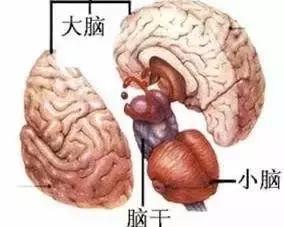 脑干出血知乎，深度解析与应对建议