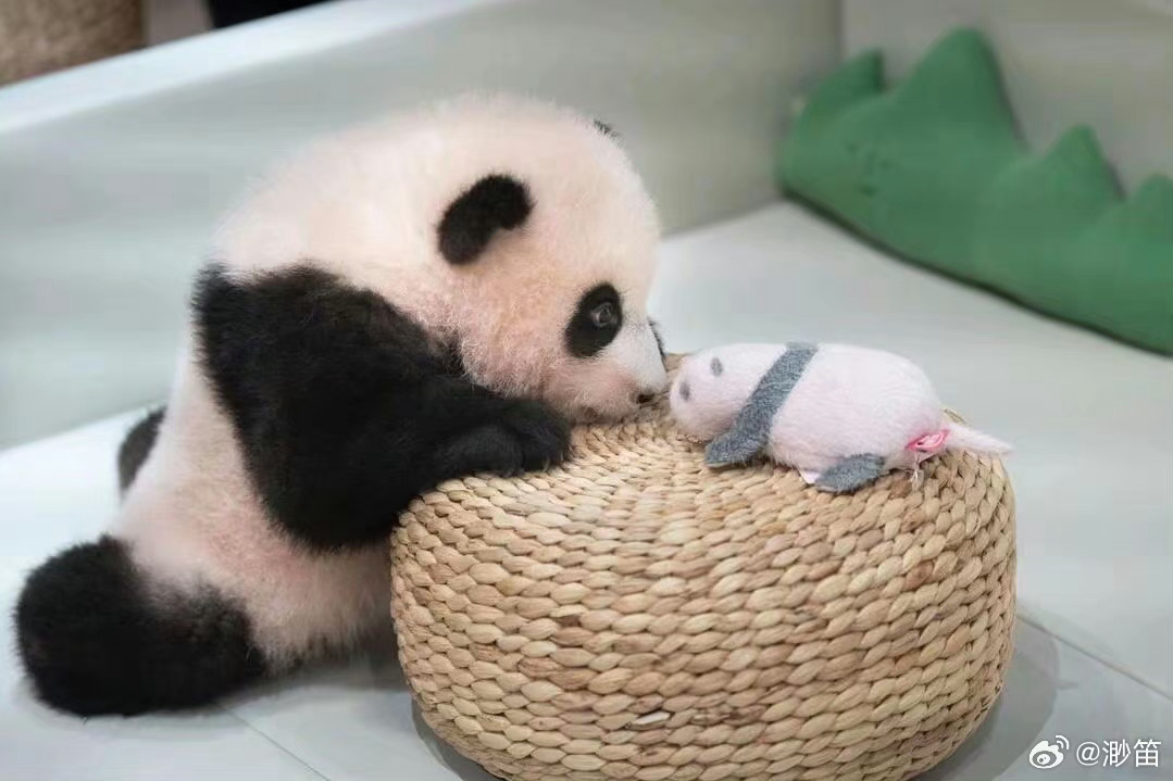 福宝进入假孕状态了吗？探究动物世界的奇妙现象