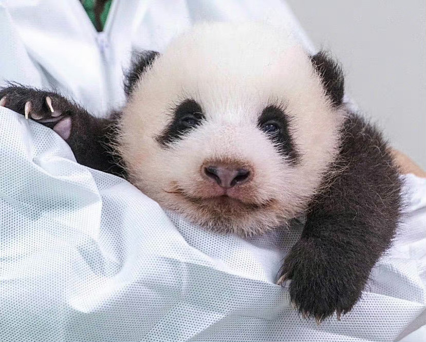 福宝进入假孕状态了吗？探究动物世界的奇妙现象