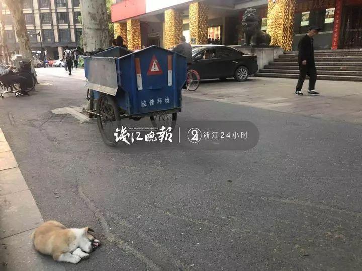 未拴绳狗被撞倒死亡引发冲突，狗主人暴打骑手
