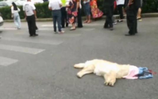 未拴绳狗被撞倒死亡引发冲突，狗主人暴打骑手