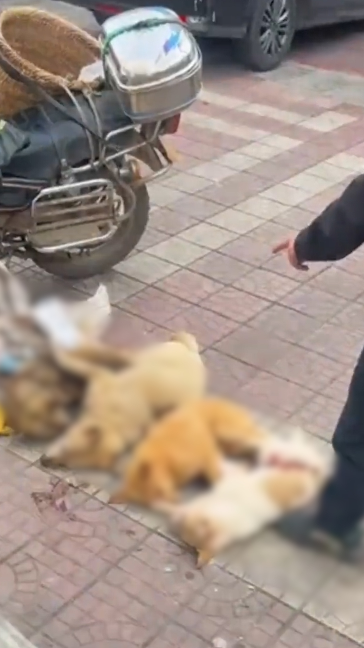 外卖员撞死未牵绳宠物狗引发争议，事件背后的反思与探讨