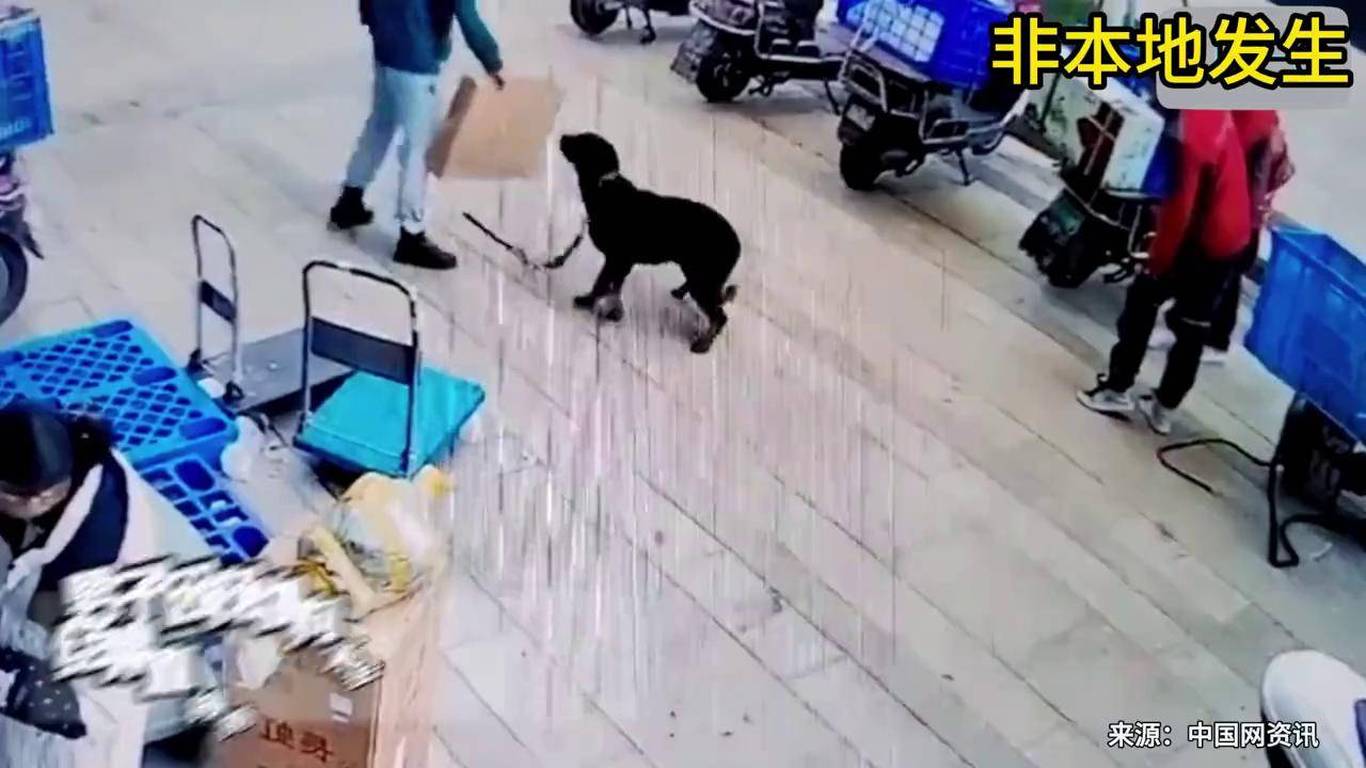 外卖员撞死未牵绳宠物狗引发争议，事件背后的反思与探讨