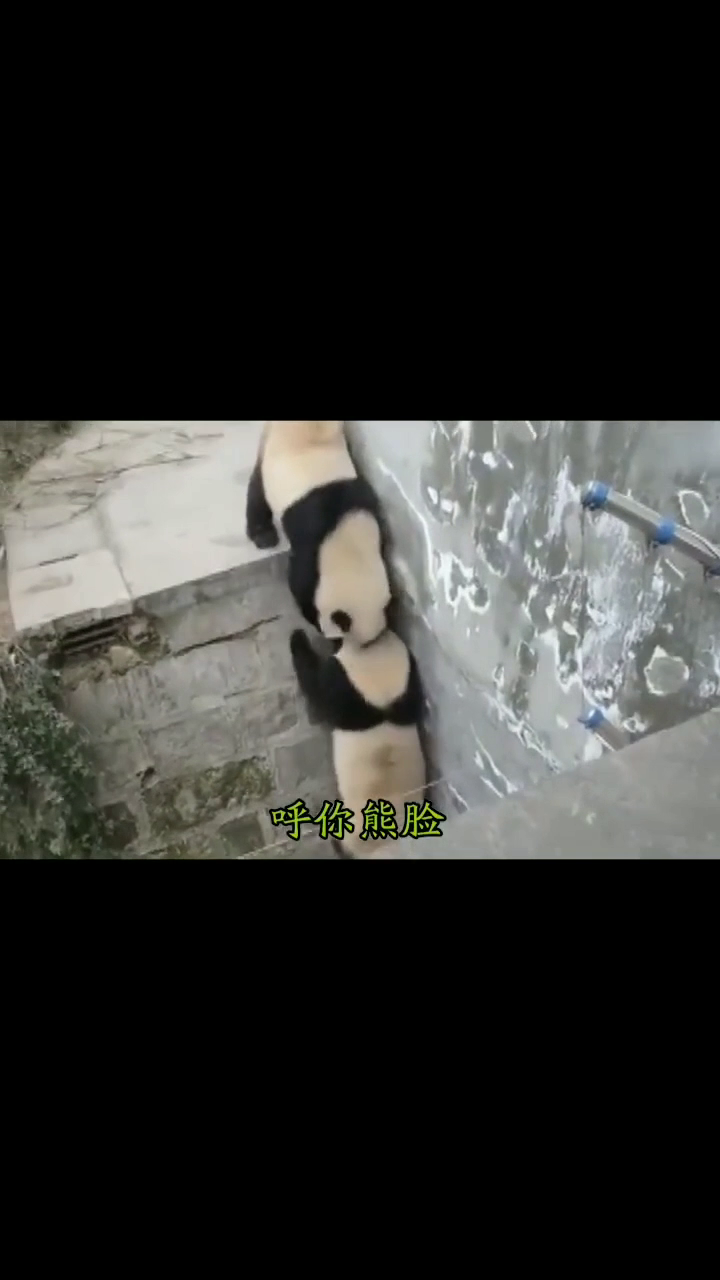 揭秘大熊猫黑眼圈成因，终于找到答案了！