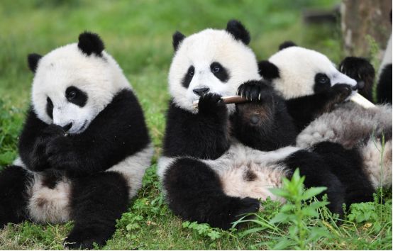 全国唯一一只比大熊猫更濒危的动物，最后的希望之光