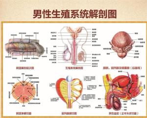 男性生殖系统手术详解