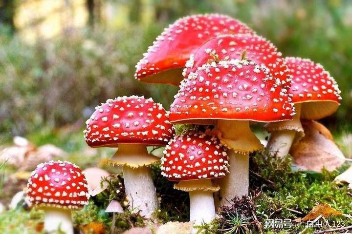 奇迹生还，男子采食超致死量五倍毒蘑菇被救回的惊人经历