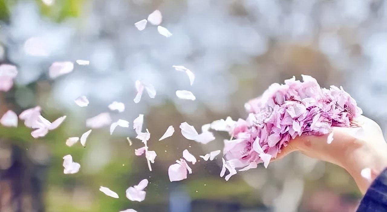 落花时节又逢君——电视猫的魅力之旅
